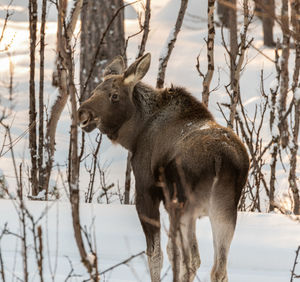 View of deer on snow covered field