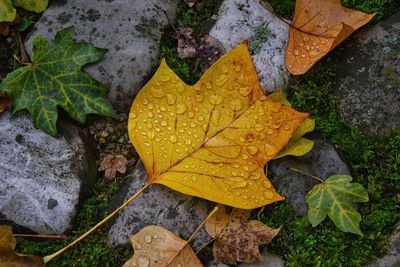 Close-up of dry leaves