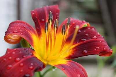 Close-up of red flower