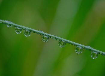 Close-up of water drops on blade of grass