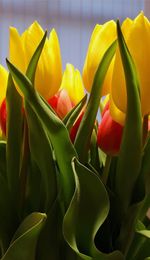 Close-up of yellow tulip