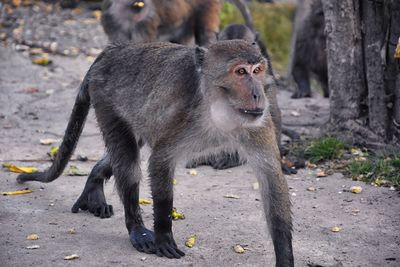 Macaque long tailed monkey, close-up genus macaca cercopithecinae, monkeys in thailand. asia.