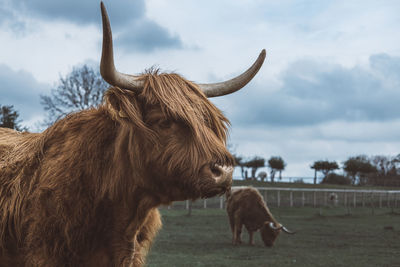 Cow standing on field