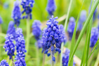 Close-up of purple flowers