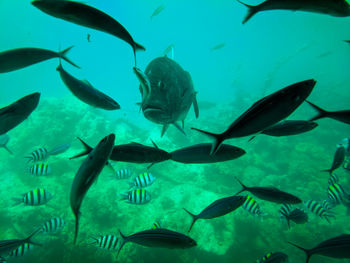 Fish swimming in sea