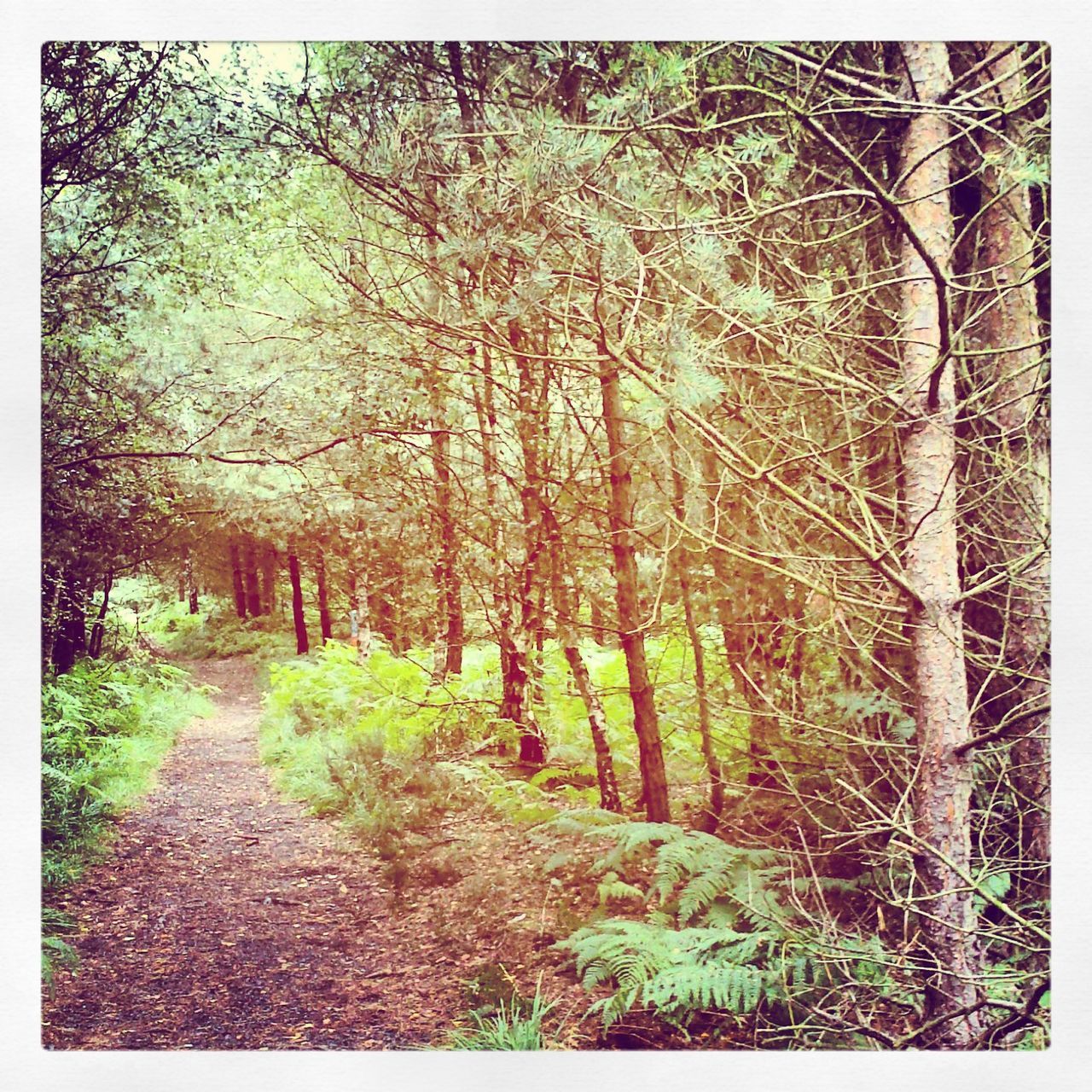 Cannock Chase