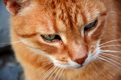 Close-up portrait of ginger