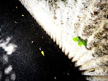 Close-up high angle view of lizard