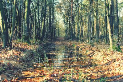 Bamboo trees in forest