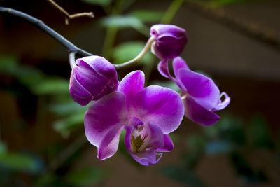 Close-up of purple flowering plant