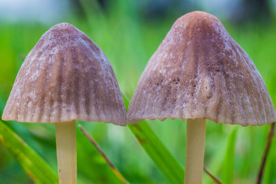 Close-up of mushroom growing outdoors