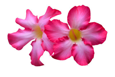 Close-up of pink hibiscus against white background