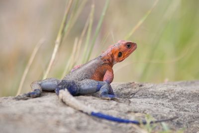Close-up of lizard on ground