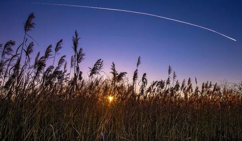 Grass growing on field against sky at dusk