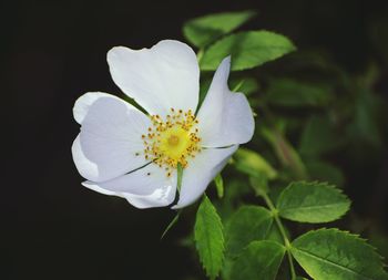 Close-up of white flowering rose plant against black background