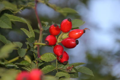 Close-up of red berries growing on tree