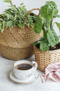 Ficus benjamin in a straw basket, maranta kerchoveana and cup of coffee on the table