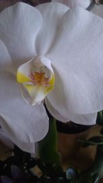 Close-up of white flowers