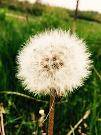 Close-up of dandelion