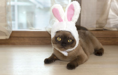 Cute cat burmese breed with bunny ears. symbol of happy chinese 2023 new year.