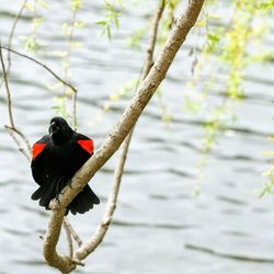 Bird perching on a branch