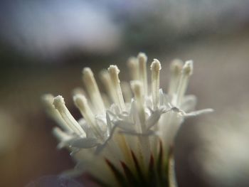 Close-up of white flowers blooming outdoors