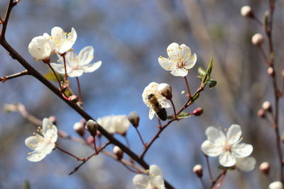 Close-up of white cherry blossom tree