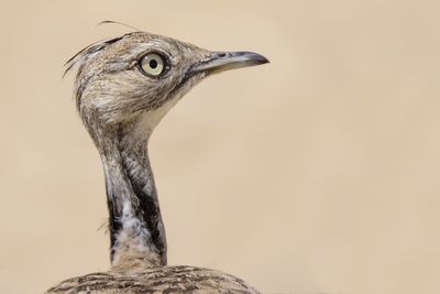 Close-up of eagle