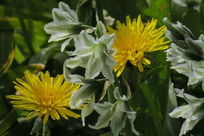 Close-up of yellow flowering plant