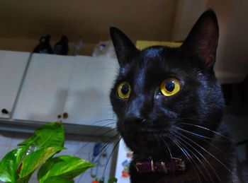 Close-up portrait of a cat