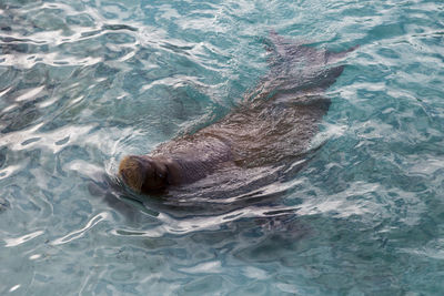 Overhead view of young female pacific walrus looking up while swimming in turquoise water