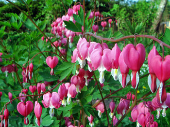 Close-up of pink flowering plants