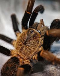 tarantula