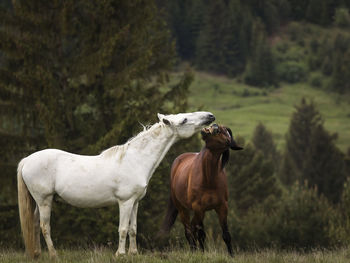Horse standing in a field
