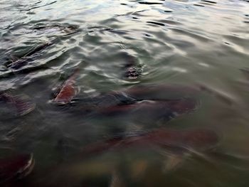 High angle view of turtle in sea