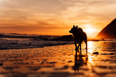 Epic silhouette of chihuahua dog walking the beach during a sunset.