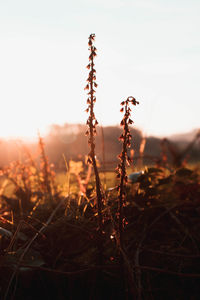 Close-up of stalks in field against sky