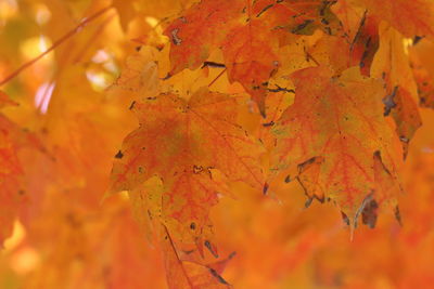 Close-up of maple leaves during autumn