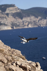 Seagull flying above sea