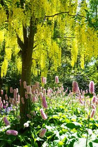 Close-up of flowers blooming on tree