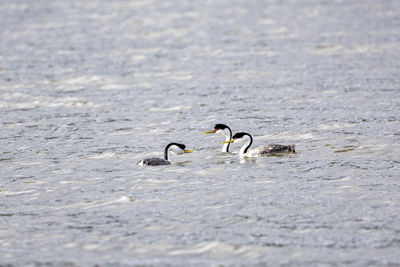 Close-up of duck swimming in lake