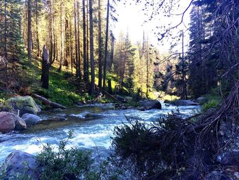Scenic view of waterfall in forest