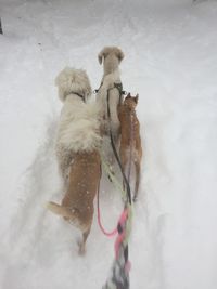 Dog in snow