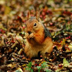 Close-up of squirrel