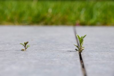 Close-up of small plant growing on road