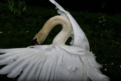 Close-up of mute swan flapping wings