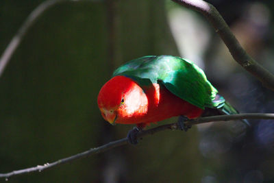 Close-up of bird perching on tree