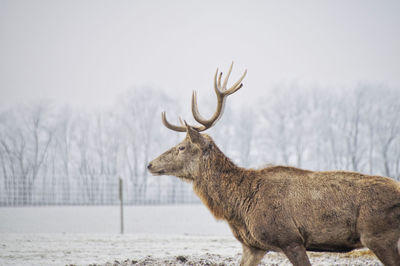 Deer standing in snow during winter