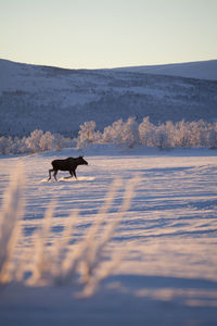 Moose at winter