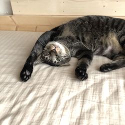 High angle view of cat sleeping on floor at home